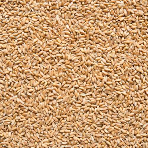 Pšenice špalda BIO vážená (cca 100 g) Country Life
