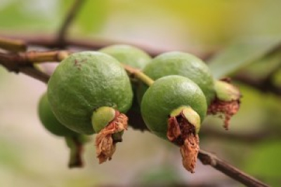 Modifikovaný citrusový pektín umožňuje použitie bezpečnejších, nižších dávok chemoterapie.