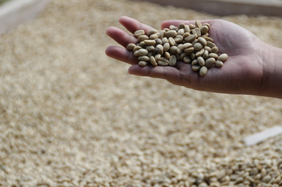 Kopi Luwak: nejdražší káva na světě