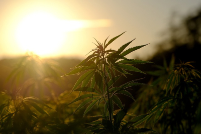 Léčivé účinky konopí zprostředkuje olej CBD. Více, o co přesně jde?