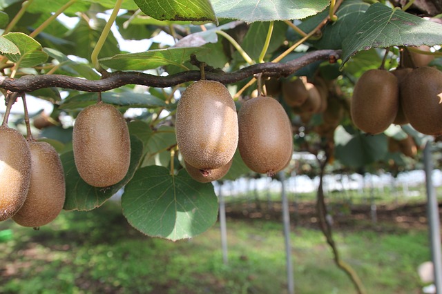 Kiwi těsně před sklizní