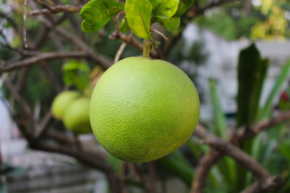 Pomelo na stromě